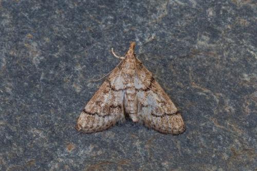 Metasia cuencalis